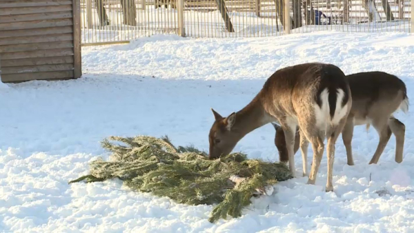 Пайдаланылған шырша ағаштары зообақта кәдеге асады