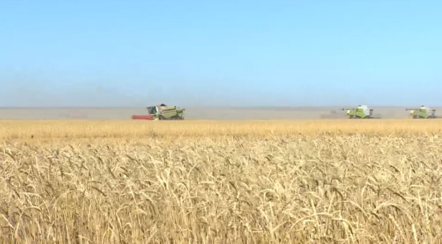 Елде егін жинау науқаны жалғасып жатыр