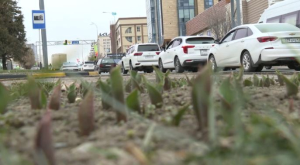 1,2 млн тюльпанов высадили в Шымкенте