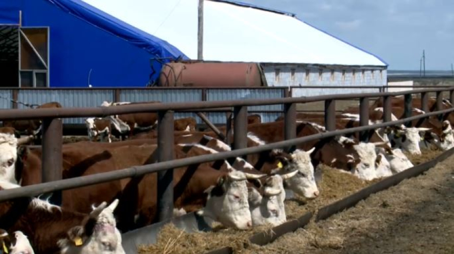 Минсельхоз: дефицита мяса в Казахстане нет