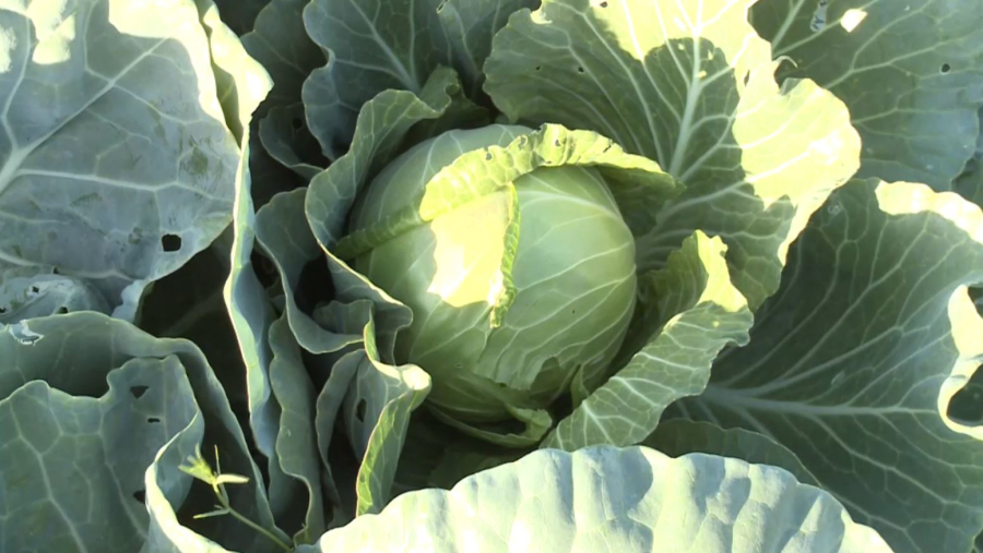 Атырау облысында егін жинау науқаны басталды