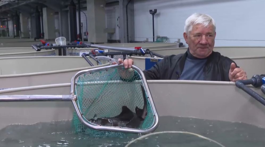 Павлодар облысында балық өндірісі артады