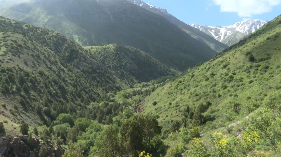 Ақсу-Жабағылы қорығында жыртқыш аң көбейіп келеді