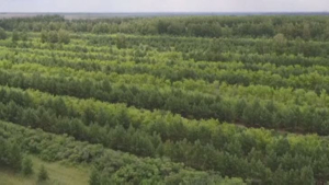 Продлён запрет на вывоз лесоматериалов из Казахстана