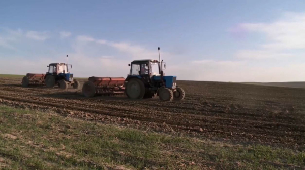Сельскохозяйственными культурами засеют 32 000 га в Улытау
