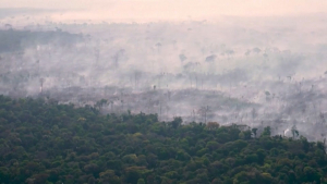 Вырубка лесов в Бразилии сократилась на 40%