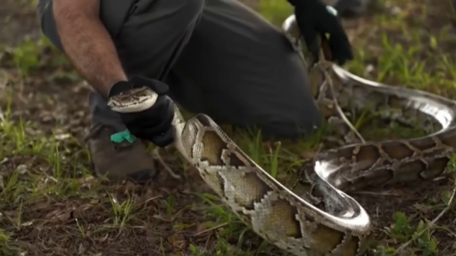 С нашествием питонов в США помогают бороться роботы-кролики