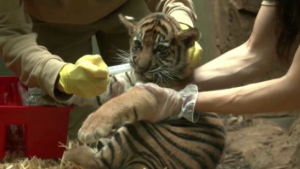 Редкие тигрята родились в зоопарке Франкфурта