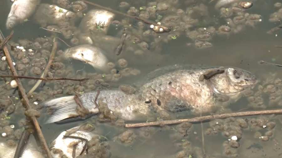 Ақтөбедегі өзенде балық қырылды