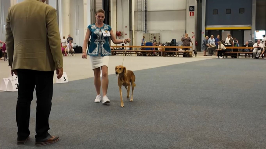 Бүгін – тазы мен төбет күні