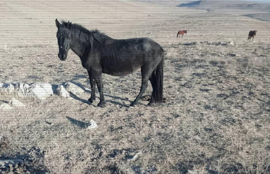 Ущерб на 15 млн тенге: деятельность скотокрадов пресечена в Жамбылской области