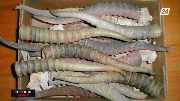Атыраулық браконьердің ауласынан 137 ақбөкен мүйізі табылды | Кезекші бөлім