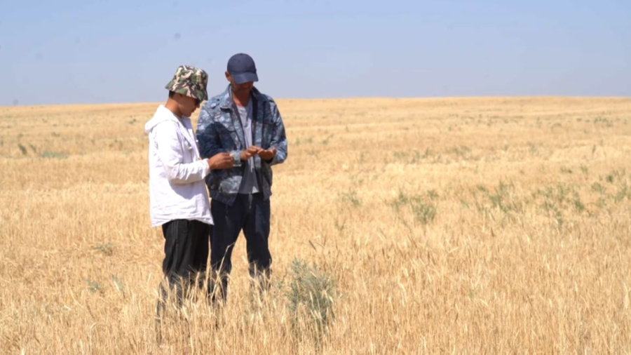 Засуха на юге: аграриям готовят помощь