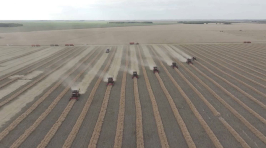 Бидай алқаптары 12 млн га дейін қысқарады