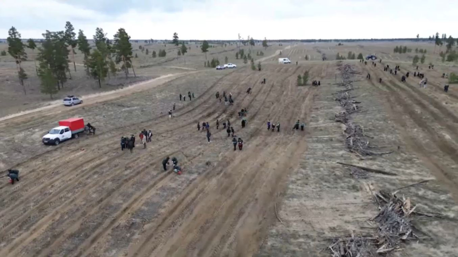 Абай облысында төрт миллионнан астам көшет егіледі