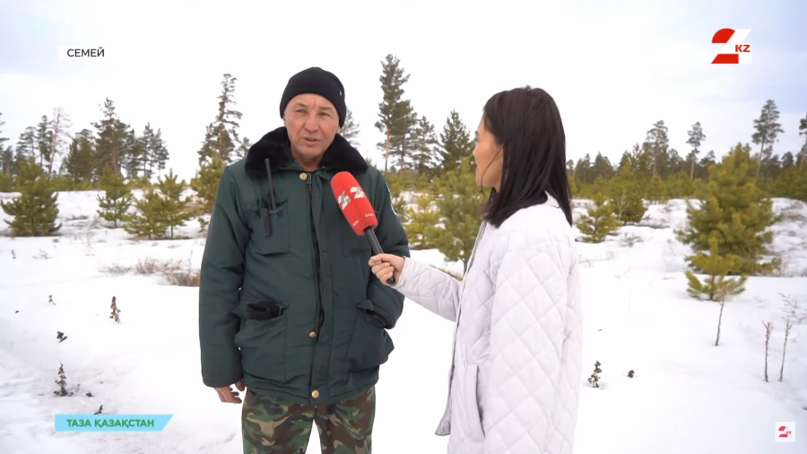 Восстановить и приумножить: как сажают лес в Семее