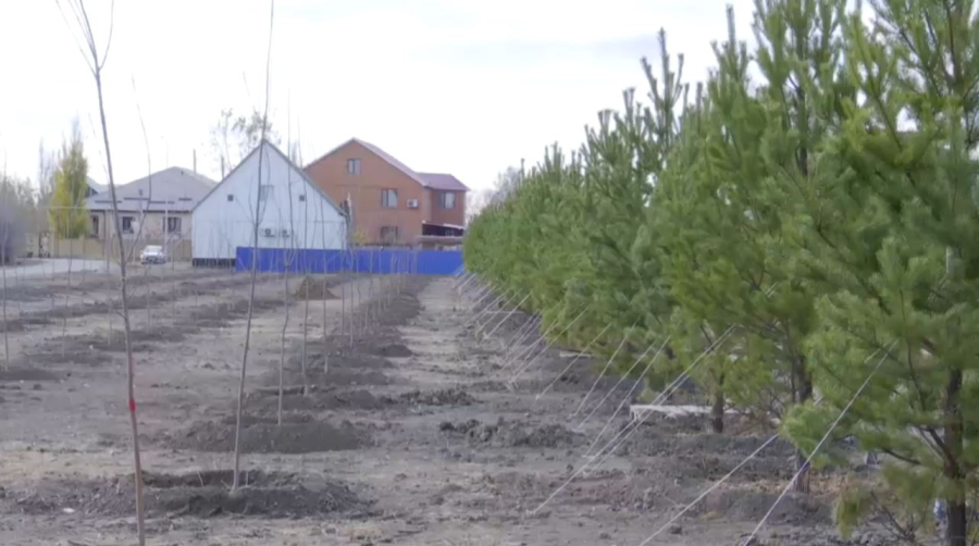 2600 деревьев высадили в Атырау