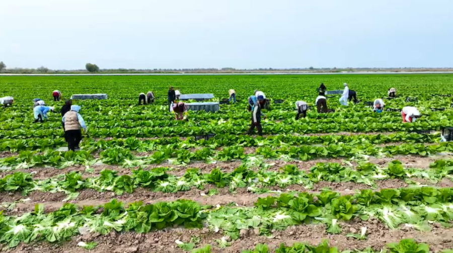 Түркістан облысында қырыққабат сатылымға шықты