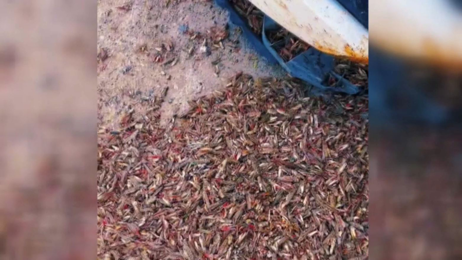 Атырауда шегіртке қаптап барады