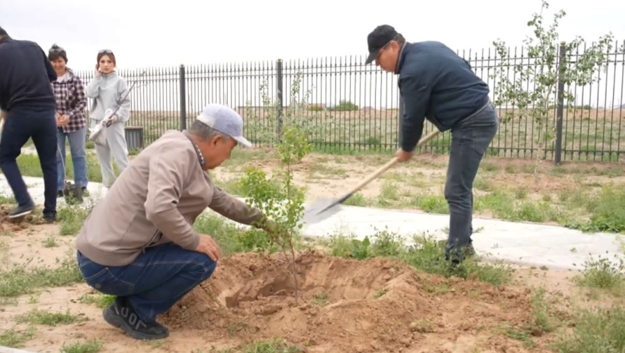 Атырау облысындағы Сарайшық қалашығының аумағына 100 шақты тал егілді