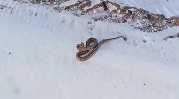 Жылан жер сілкінісін сезе ме?