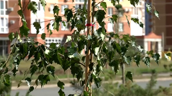 Оралдағы шағын ауданда 180 түп ағаш егілді