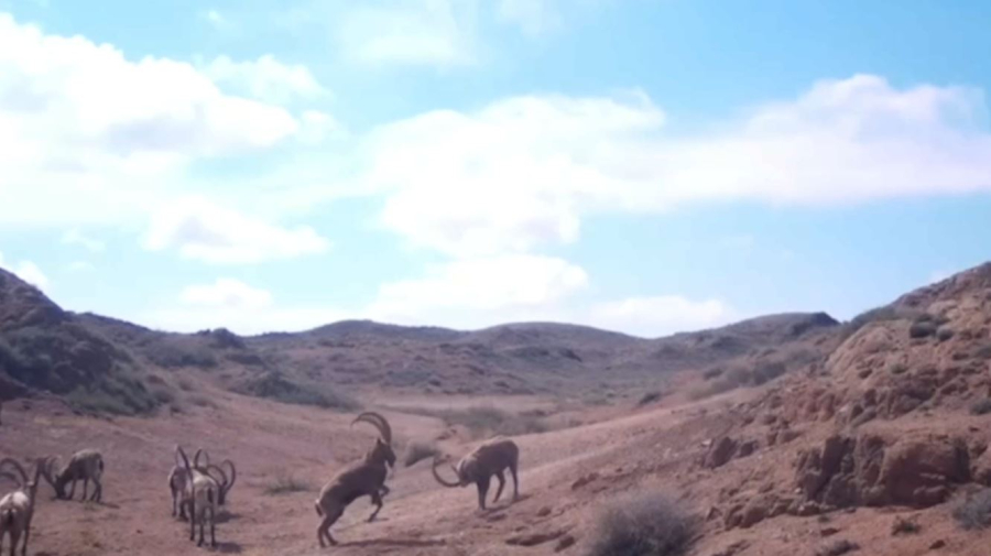 Сібір таутекелерінің айқасы видеоға түсіп қалды