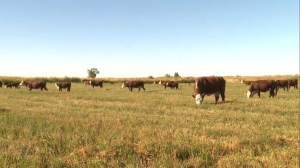Поголовье скота увеличивают фермеры в Алматинской области