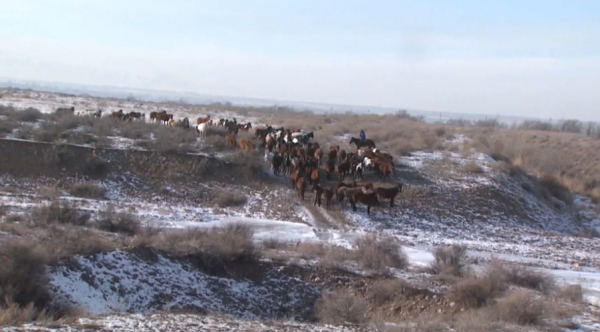 Мал шығыны қалай өтеліп жатыр?