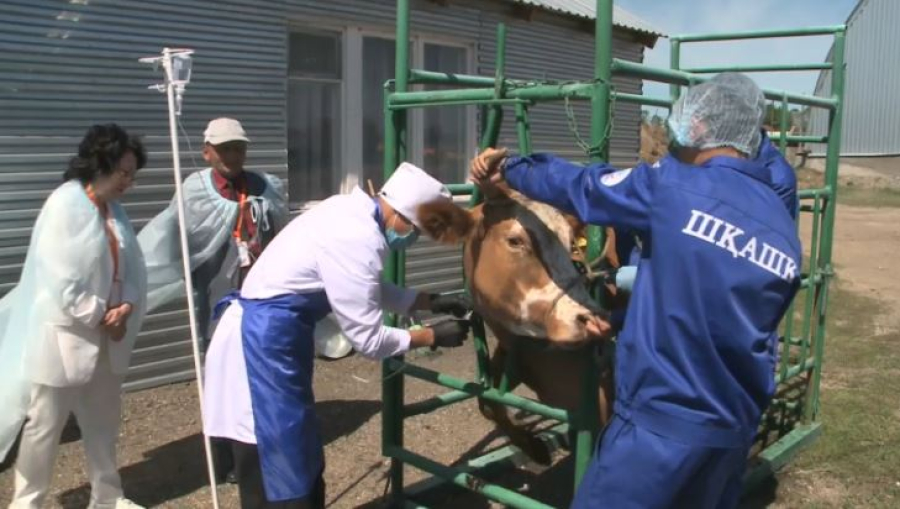 Республиканский конкурс будущих ветеринаров проходит в ВКО