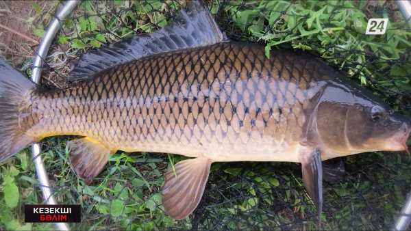 Павлодарлық браконьерлерді қандай жаза күтіп тұр?