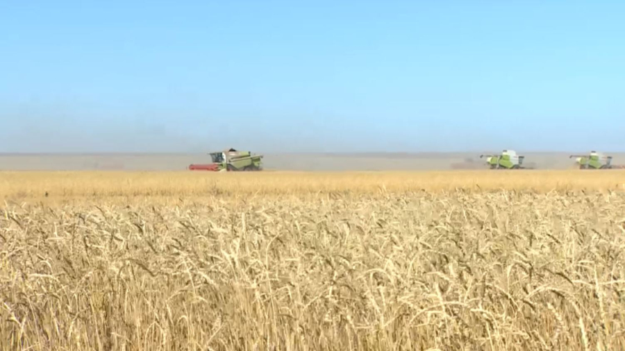 Елдің басым бөлігінде егін жинау науқаны басталды