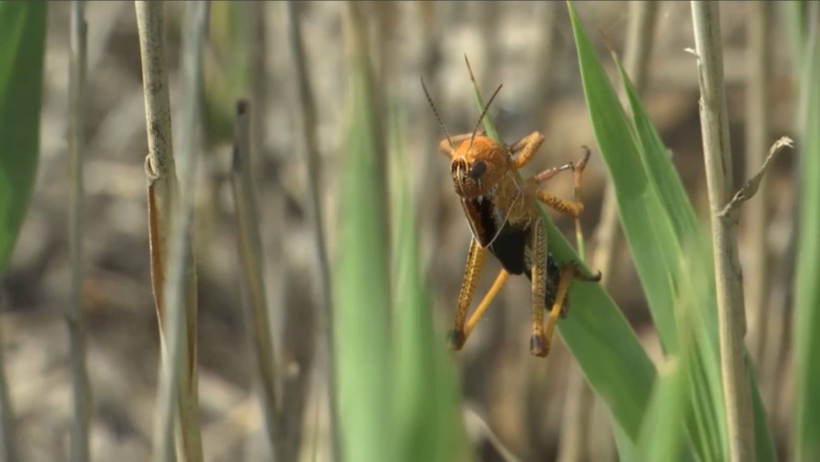 Жетісу облысында 36 мың га жер шегірткеге қарсы дәріленді