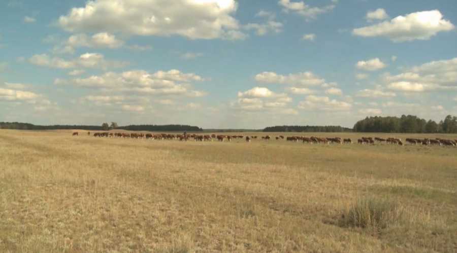 Ірі-қара экспорты тағы 6 айға шектеледі