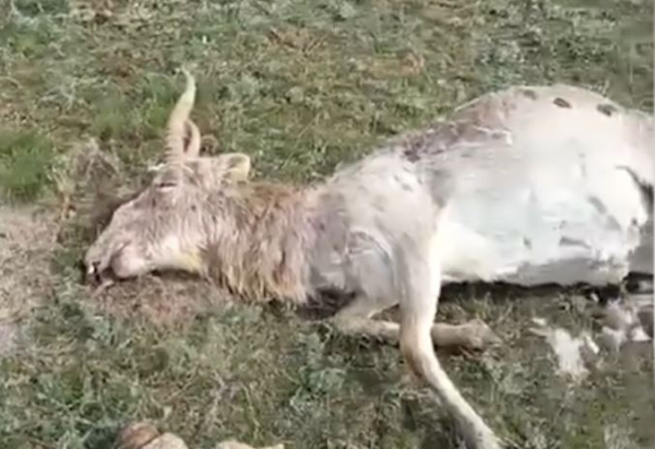 Туши мёртвых сайгаков обнаружили в одном из водоёмов ЗКО