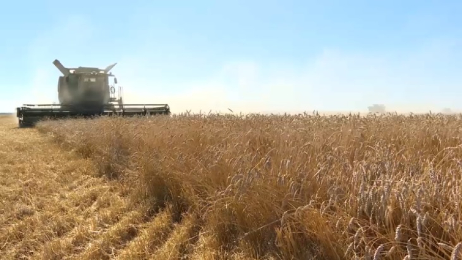 24 млн га зерновых культур планируют собрать в Казахстане