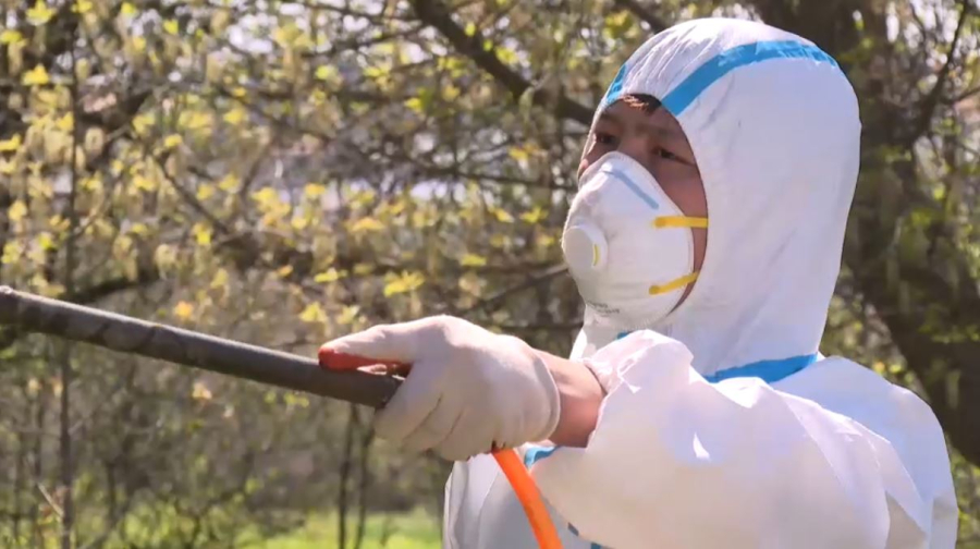 Обработка от комаров и мошек стартовала в Шымкенте