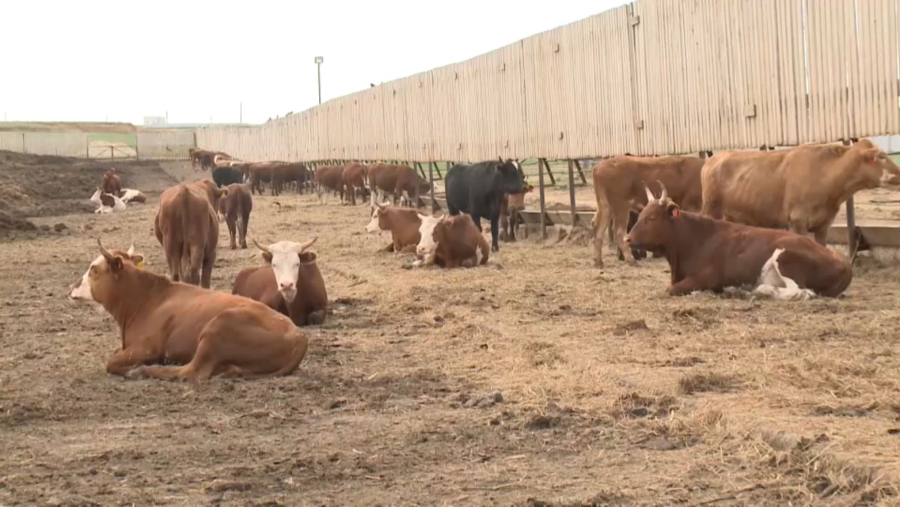 Мемлекет басшысы: Мақсат – мал басын еселеу