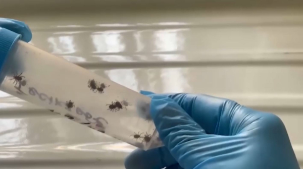 12 человек пострадали от укусов клещей в Шымкенте