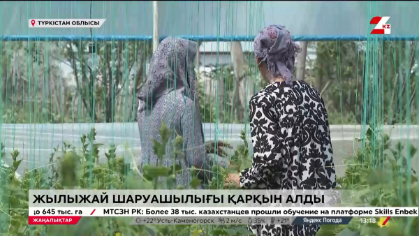 Жетісайдағы жылыжай шаруашылығы