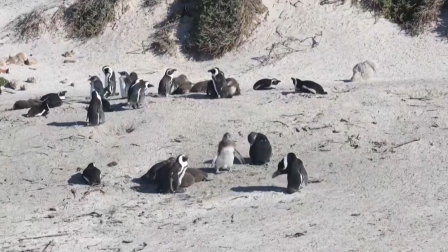 Оңтүстік Африканы мекендейтін пингвиндер азайып барады