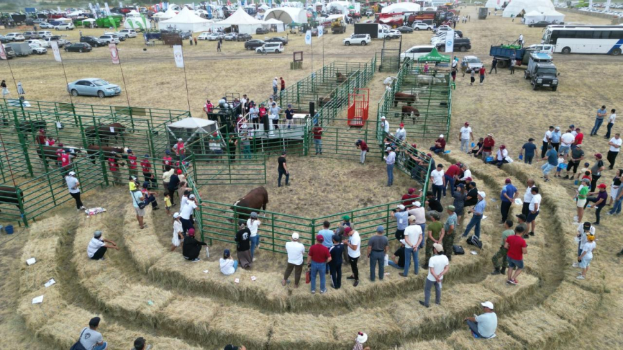 Елде «Jańa Dala / Green Day ‘2025» көрме-көрсетілімі өтеді