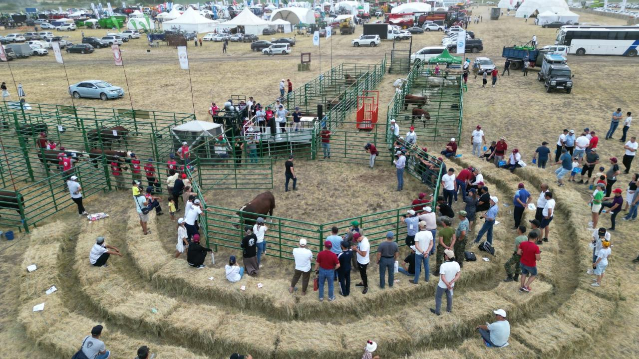 Елде «Jańa Dala / Green Day ‘2025» көрме-көрсетілімі өтеді