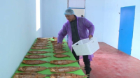 Пять цехов по переработке рыбы создадут в Туркестанской области