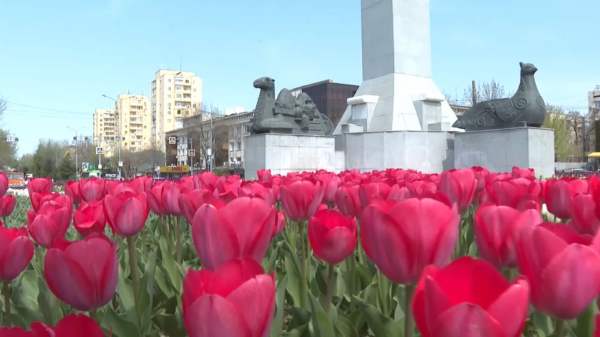 Шымкентте қызғалдақ гүл ашты