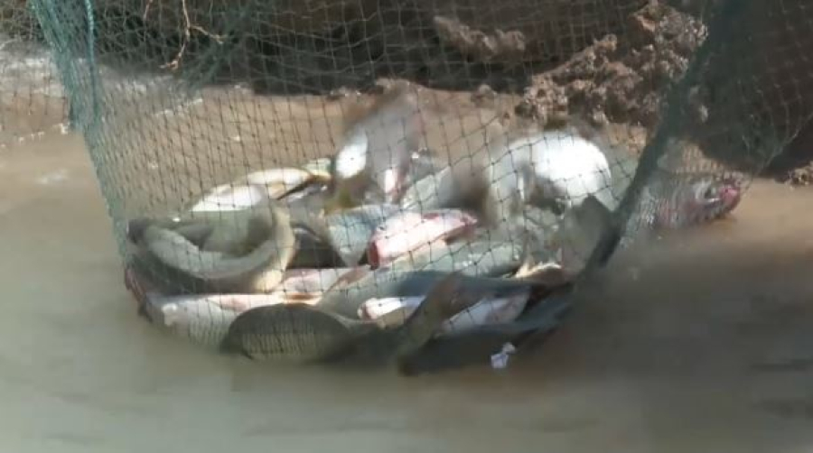 Сельчане Туркестанской области разводят рыбу