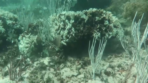60% кораллов во всём мире подверглись обесцвечиванию