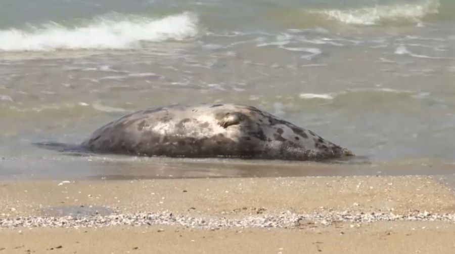 Каспийде жүздеген итбалық қырылып қалған