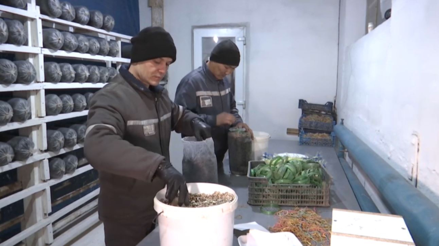 Жазасын өтеушілер жұмыспен қамтылды