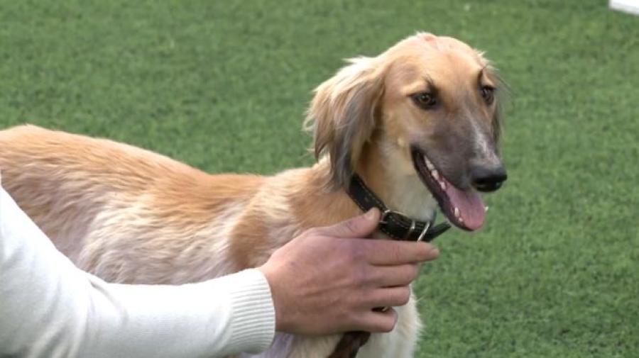 Алматыда «Қазақы тазы» көрмесі өтіп жатыр